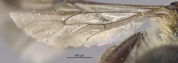 Media type: image;   Entomology 527 Aspect: Wing hind